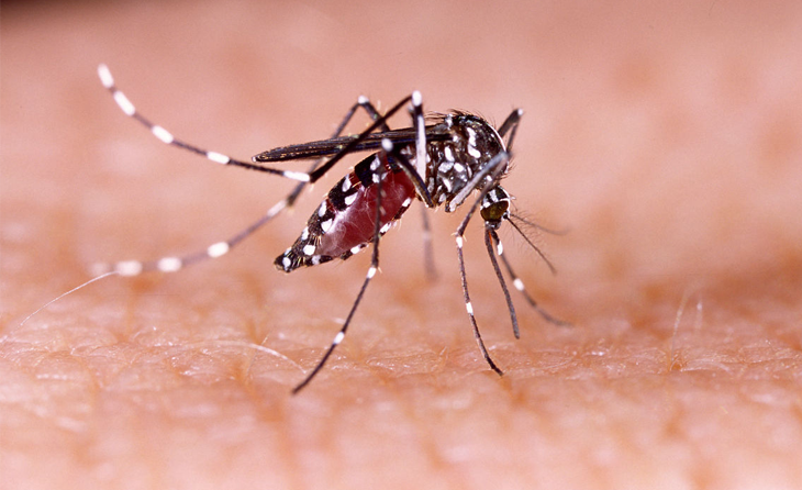 Dengue Virüs Enfeksiyonu