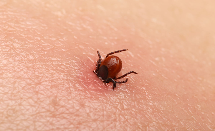 Kırım Kongo Kanamalı Ateşi